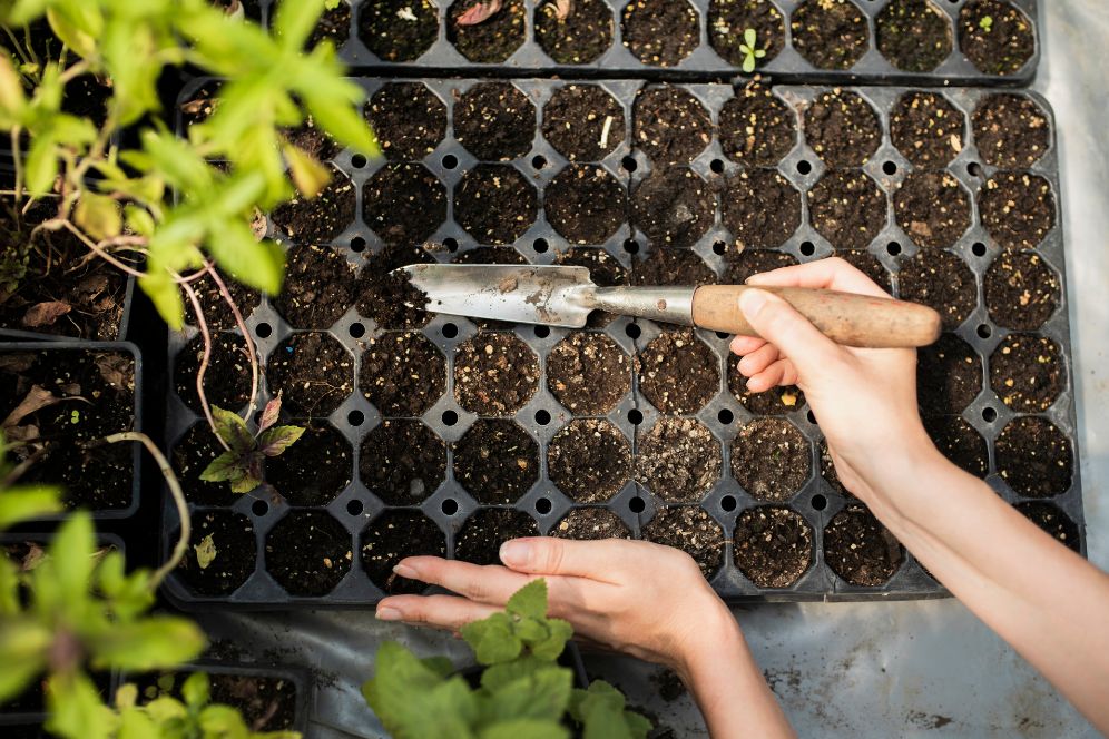 ghid pentru plantare rasaduri legume primavara - silvesrom