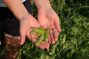 Răsaduri legume - când și cum să plantezi fiecare soi 2 rasad mazare
