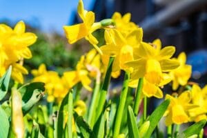 ce flori se planteaza in martie narcise