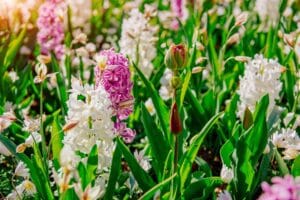 ce flori se planteaza in martie zambile
